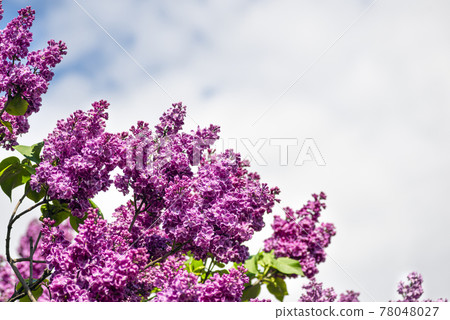 Purple Lilac and blue sky spring banner with copy space. Beautiful Terry blooming lilac on a summer day Purple Lilac and blue sky spring banner with copy space. Beautiful Terry blooming lilac on a summer day 78048027