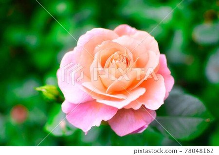 Spring rose flower Spring rose flower 78048162