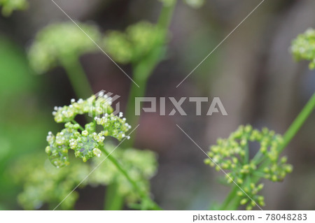 Rain-wet parsley flower buds Rain-wet parsley flower buds 78048283