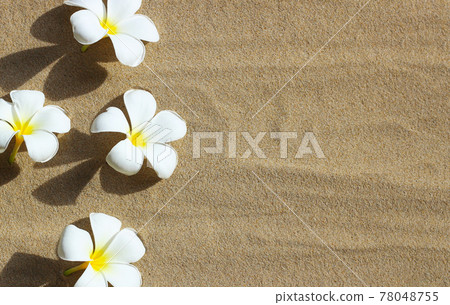 Plumeria flowers on sand beach. Summer background concept Plumeria flowers on sand beach. Summer background concept 78048755