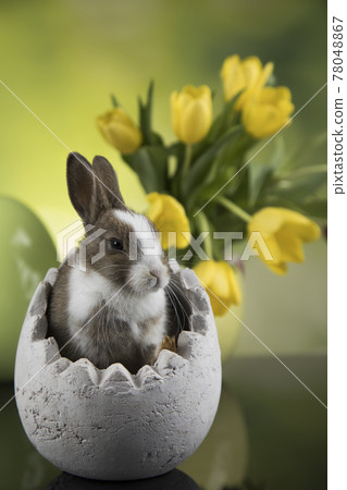 Rabbit, Bunny and easter egg 78048867