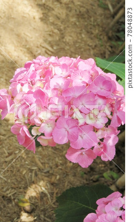 大阪世博紀念公園繡球花 大阪世博紀念公園繡球花 78048873
