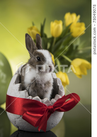 Little bunny, happy easter background Little bunny, happy easter background 78049078