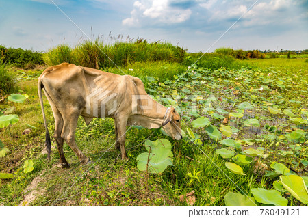 Asian cow in Cambodia Asian cow in Cambodia 78049121