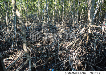 Mangrove forest in Thailand Mangrove forest in Thailand 78049319