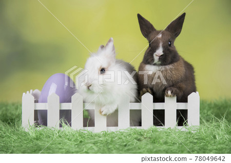 Happy easter,Eggs, Baby bunny Happy easter,Eggs, Baby bunny 78049642