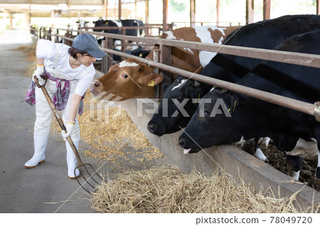 Young dairy farmer working on a ranch 78049720