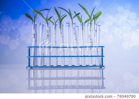 Biotechnology concept, Plant laboratory experimental 78049790