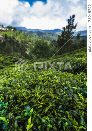 Beautiful fresh green tea plantation Beautiful fresh green tea plantation 78049796