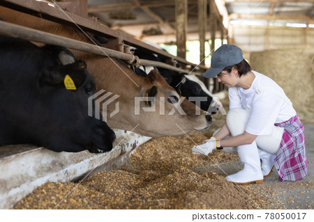 Young dairy farmer working on a ranch 78050017