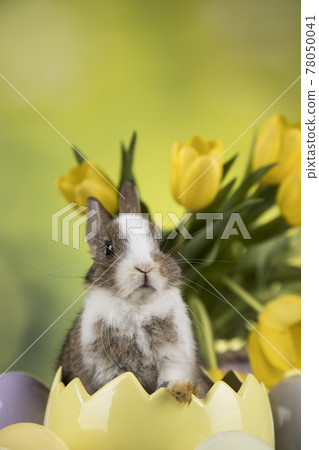 Animal Baby bunny, happy easter background Animal Baby bunny, happy easter background 78050041