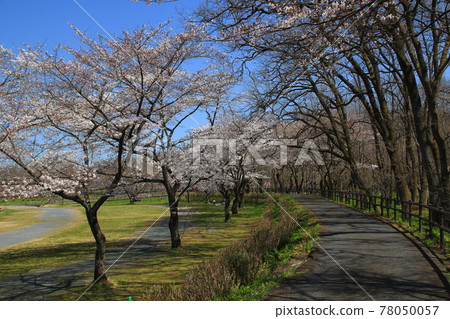 At Kinchakuda in spring 78050057