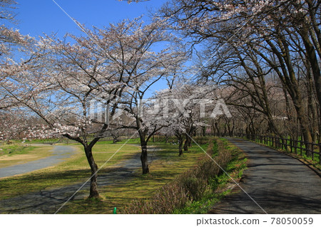 At Kinchakuda in spring 78050059