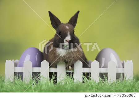 Baby bunny and egg, easter background 78050063
