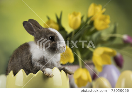 Rabbit, Bunny and easter eggs Rabbit, Bunny and easter eggs 78050066