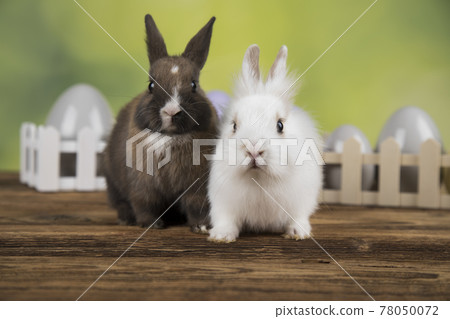 Eggs,Spring baby bunny, happy easter background Eggs,Spring baby bunny, happy easter background 78050072