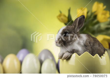 Rabbit, Bunny and easter eggs 78050073