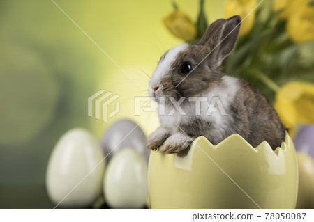Bunny, rabbit and easter eggs Bunny, rabbit and easter eggs 78050087