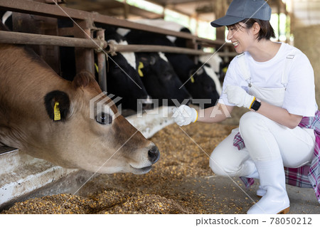Young dairy farmer working on a ranch Young dairy farmer working on a ranch 78050212