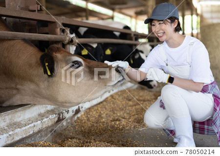 Young dairy farmer working on a ranch Young dairy farmer working on a ranch 78050214