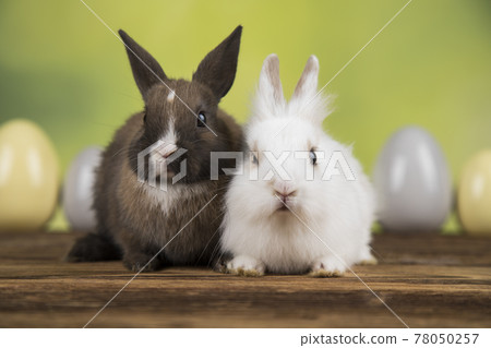 Eggs,Spring baby bunny, happy easter background 78050257