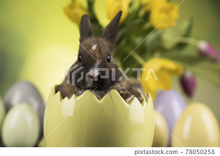 Bunny, rabbit and easter eggs Bunny, rabbit and easter eggs 78050258