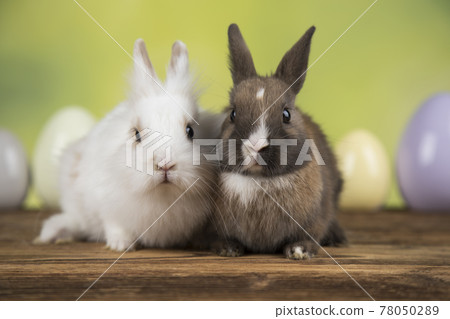 Eggs,Spring baby bunny, happy easter background Eggs,Spring baby bunny, happy easter background 78050289
