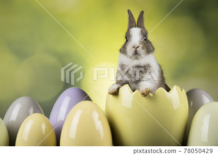 Bunny, rabbit and easter eggs Bunny, rabbit and easter eggs 78050429