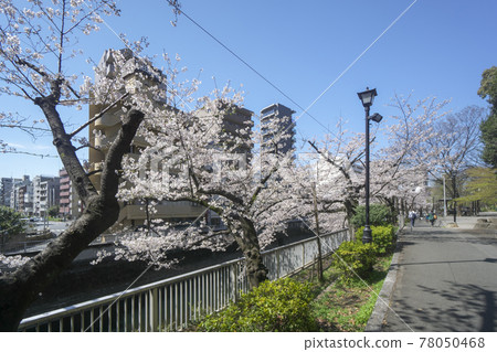 Sakura on the Edogawa Bridge Sakura along the Kanda River 78050468