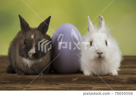 Happy easter,Eggs, Baby bunny 78050508