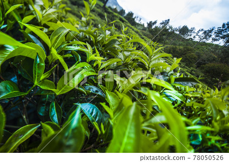 Beautiful fresh green tea plantation 78050526