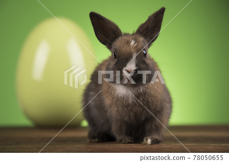 Easter animal, Baby bunny Easter animal, Baby bunny 78050655