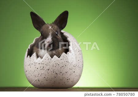 Easter animal, Baby bunny 78050780