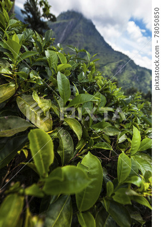 Beautiful fresh green tea plantation Beautiful fresh green tea plantation 78050850