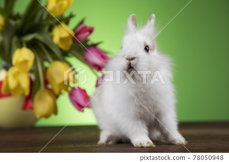 Little bunny, happy easter background 78050948