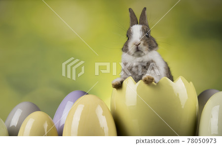Bunny, rabbit and easter eggs 78050973