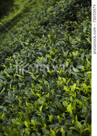 Field of green tea plantation 78050974