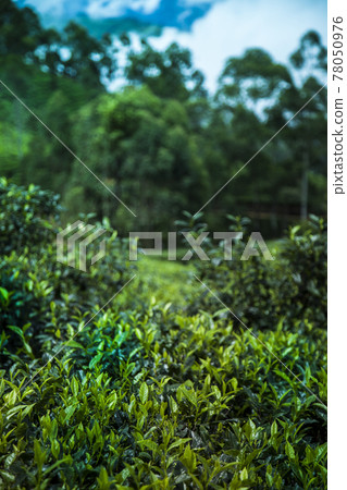 Fresh green tea plantation at Sri lanka. 78050976