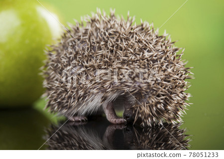Autumnal animal, Hedgehog with apple Autumnal animal, Hedgehog with apple 78051233