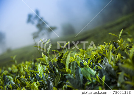Field of green tea plantation Field of green tea plantation 78051358