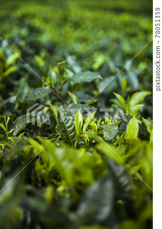 Fresh green tea plantation at Sri lanka Fresh green tea plantation at Sri lanka 78051359
