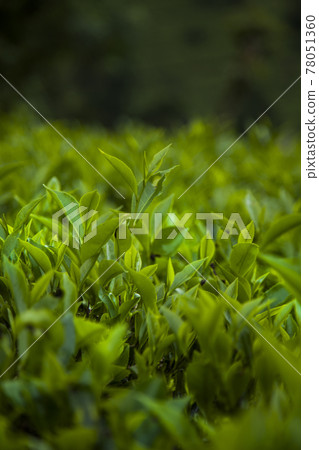 Beautiful fresh green tea plantation Beautiful fresh green tea plantation 78051360