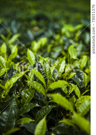 Fresh green tea plantation at Sri lanka 78051376