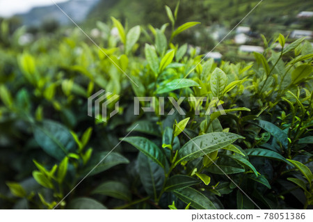 Fresh green tea plantation at Sri lanka 78051386