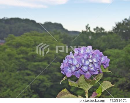 雨後清晨的繡球花 雨後清晨的繡球花 78051671