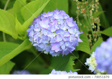 hydrangea flower 78051870