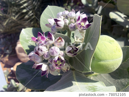 Flowering Calotropis Procera (L.), rubber bush, kapok tree and sodom apple Flowering Calotropis Procera (L.), rubber bush, kapok tree and sodom apple 78052105
