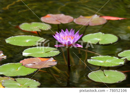 Blooming blue nymphea closeup (Lat. - nymphaea caerulea) Blooming blue nymphea closeup (Lat. - nymphaea caerulea) 78052106