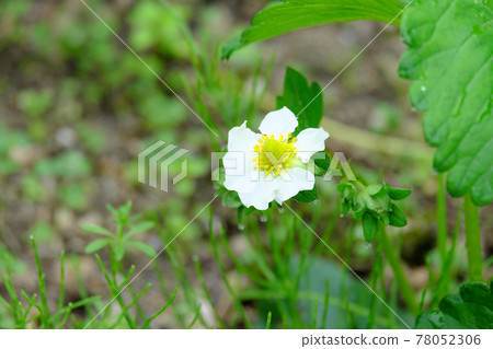 草莓的小可愛花 78052306