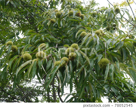 Chestnut tree with many fruits 78052545